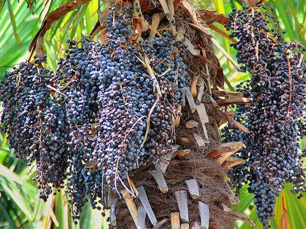 El Açaí Peruano o Huasaí