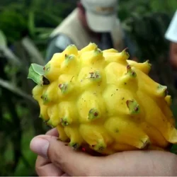 Pitahaya frutas de la selva peruana