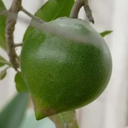 lucuma arbol