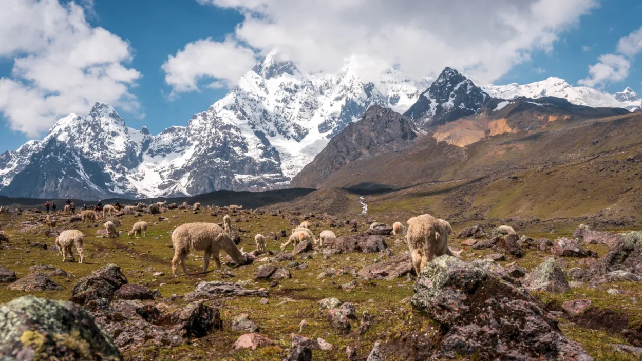 Alpacas grazing below the snow peaks of Ausangate