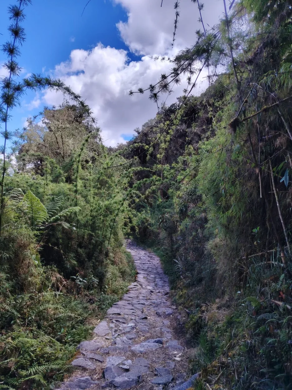 Inca Trail path through the cloud forest
